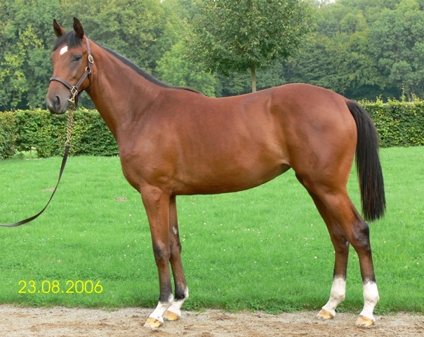 Girl of Pangaea before the yearling sales